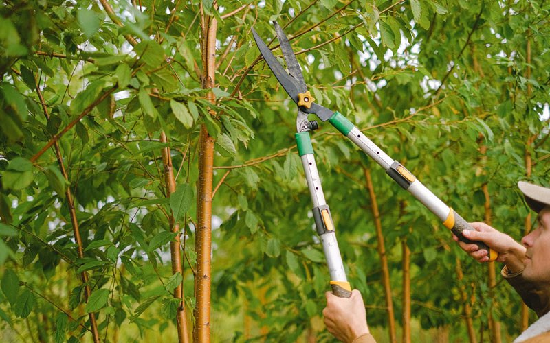 Tree trimming in Waverly, WA