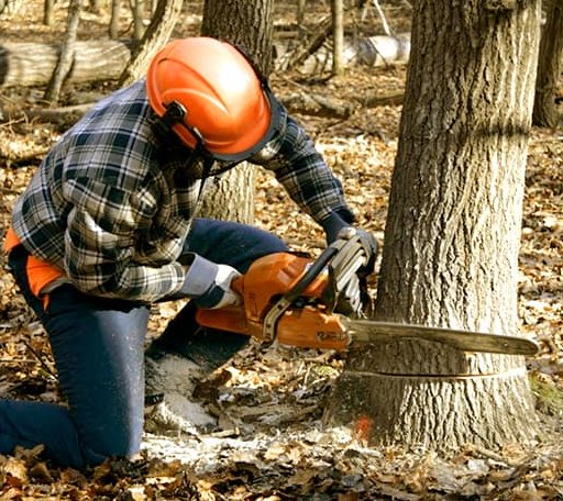 Tree Removal in Waverly, WA